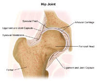 illustrated diagram of a joint
