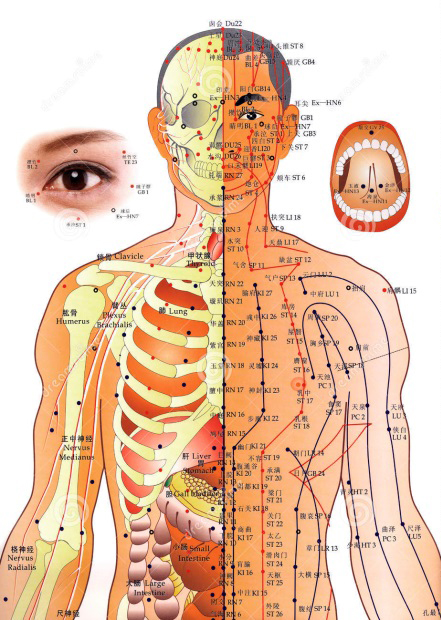 diagram of human body with numbered pressure points