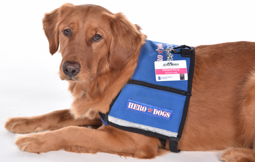 a therapy dog wearing an official blue working vest