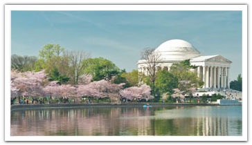 Jefferson Memorial with cherry blossom trees